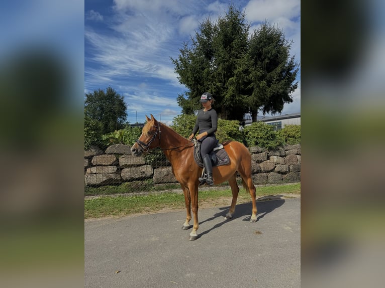 Belgijski wierzchowy Klacz 4 lat 152 cm Kasztanowata in FliedenFlieden