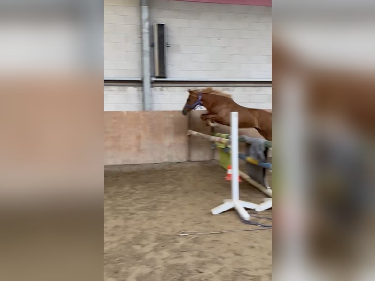 Belgijski wierzchowy Klacz 4 lat 152 cm Kasztanowata in FliedenFlieden