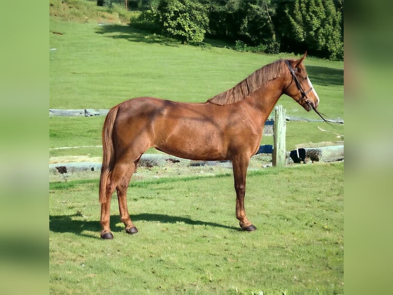 Belgijski wierzchowy Klacz 5 lat 140 cm Jasnogniada in Trooz