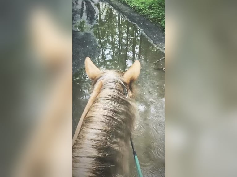 Belgijski wierzchowy Klacz 5 lat 140 cm Jasnogniada in Trooz