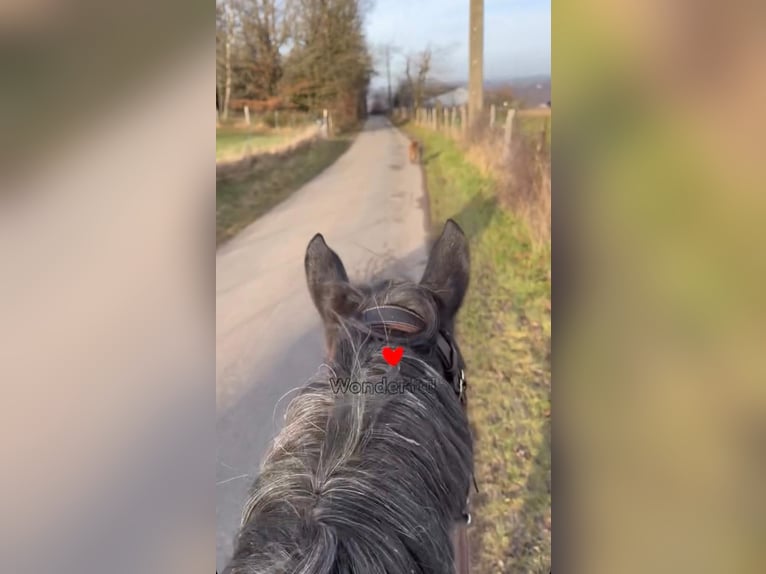 Belgijski wierzchowy Klacz 5 lat 145 cm Karosiwa in Sprimont