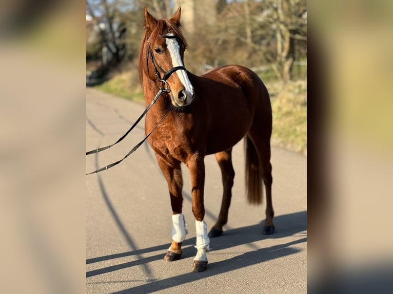 Belgijski wierzchowy Klacz 5 lat 145 cm Kasztanowata in Saarbrücken