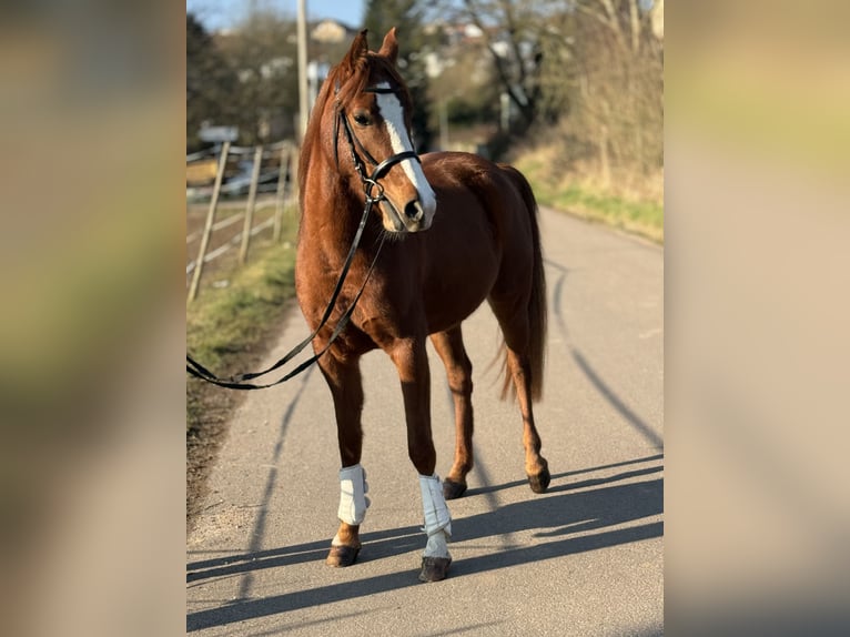 Belgijski wierzchowy Klacz 5 lat 145 cm Kasztanowata in Saarbrücken