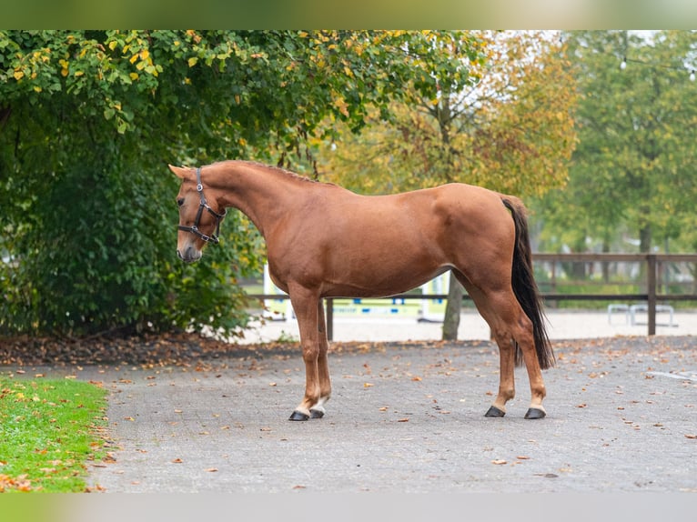 Belgijski wierzchowy Klacz 5 lat 147 cm Kasztanowata in Kaulille