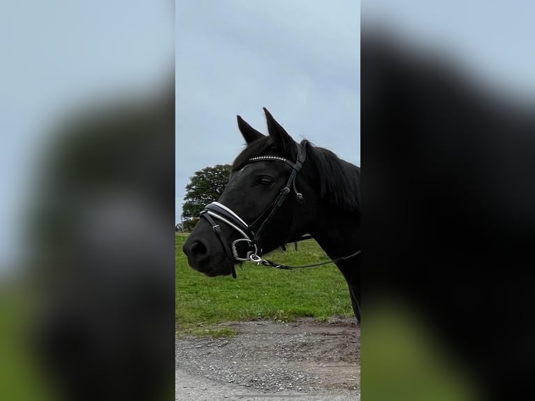 Belgijski wierzchowy Klacz 5 lat 150 cm Kara in Lindlar