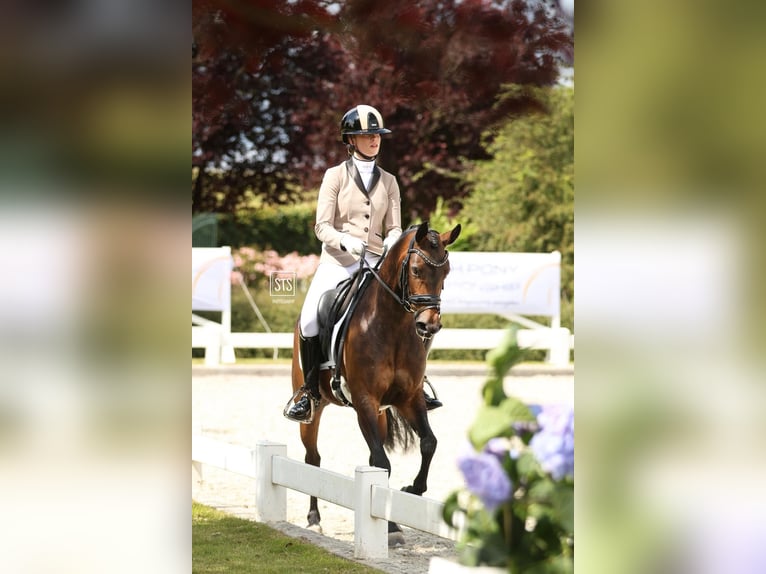 Belgijski wierzchowy Klacz 6 lat 140 cm Ciemnogniada in Goch