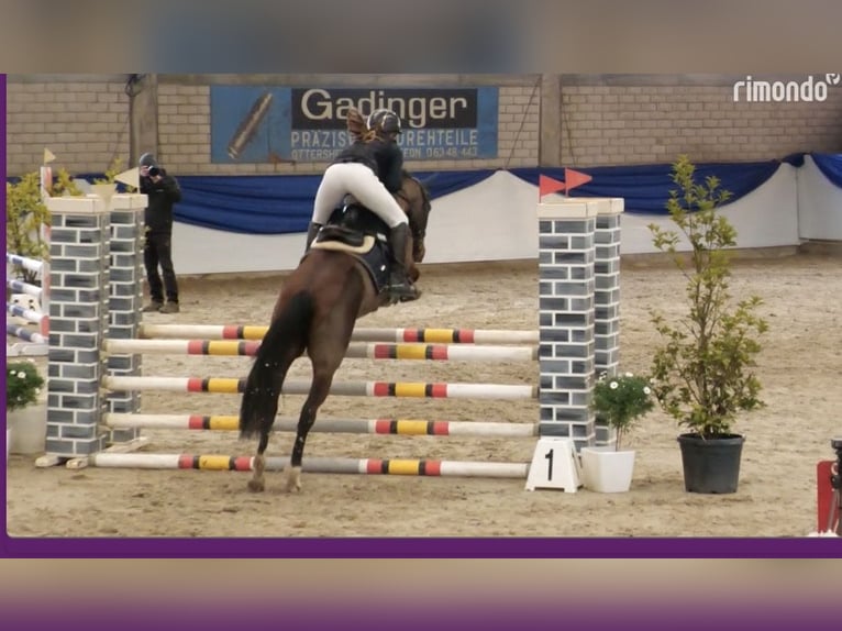 Belgijski wierzchowy Klacz 6 lat 142 cm Gniada in Bruchsal