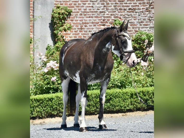 Belgijski wierzchowy Klacz 6 lat 148 cm Srokata in 1242 satigny