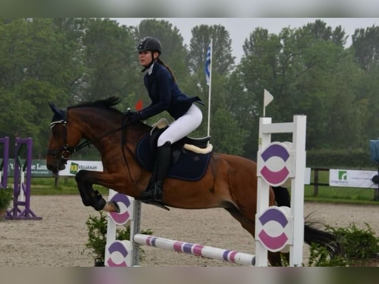 Belgijski wierzchowy Klacz 7 lat 145 cm Gniada in Arnemuiden