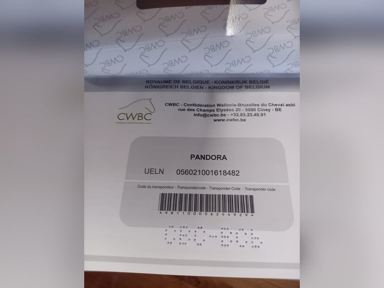 Belgijski wierzchowy Klacz 7 lat 145 cm Kasztanowata in LIEGE