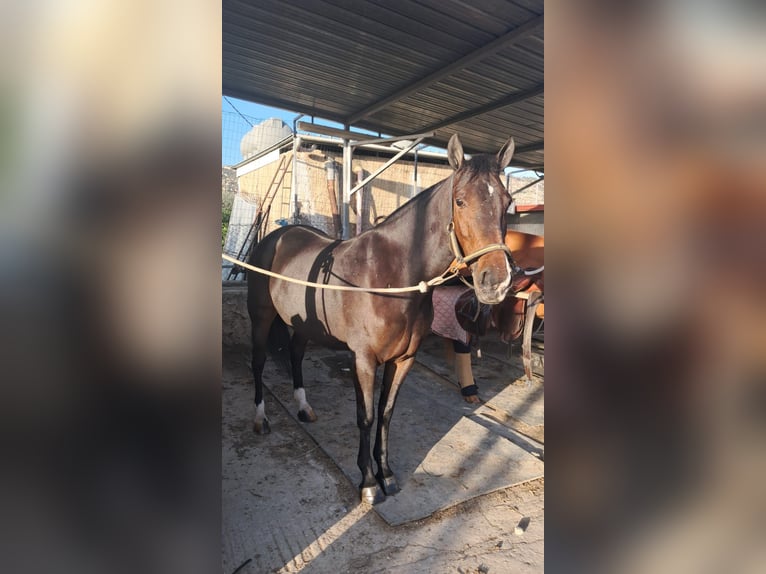 Belgijski wierzchowy Klacz 7 lat 148 cm Ciemnogniada in Solarino