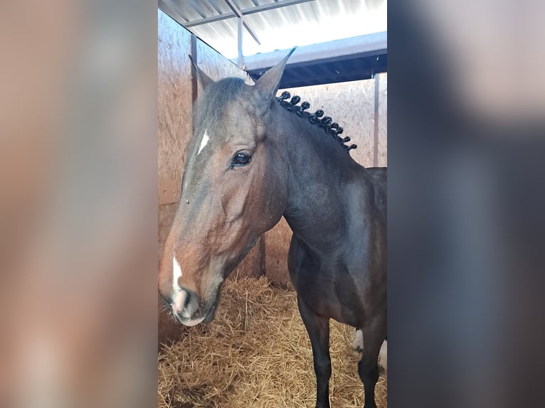 Belgijski wierzchowy Klacz 7 lat 148 cm Ciemnogniada in Solarino