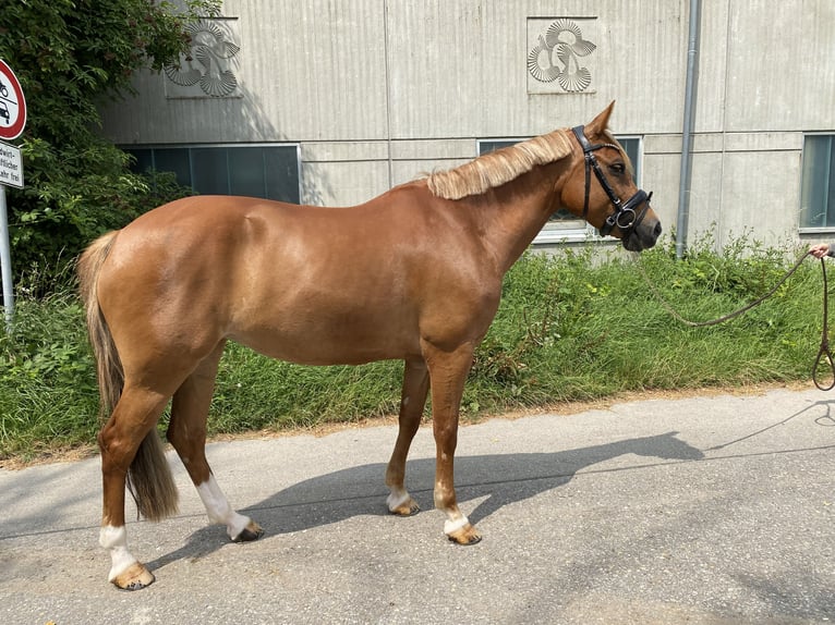 Belgijski wierzchowy Klacz 9 lat 146 cm Kasztanowata in Ilsfeld