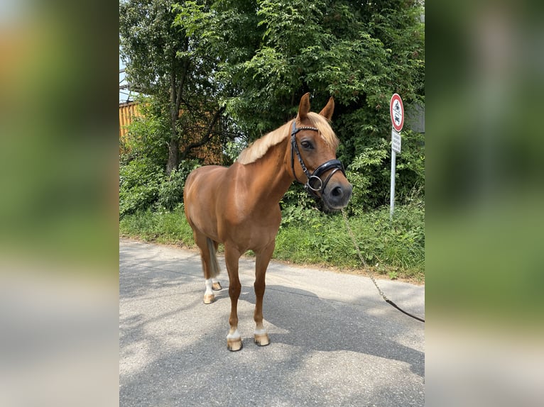 Belgijski wierzchowy Klacz 9 lat 146 cm Kasztanowata in Ilsfeld