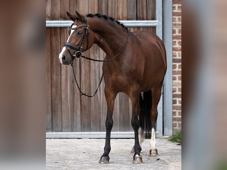 Belgijski wierzchowy Klacz 9 lat 147 cm Gniada in Hasselt