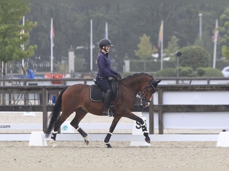 Belgijski wierzchowy Klacz 9 lat 147 cm Gniada in Hasselt