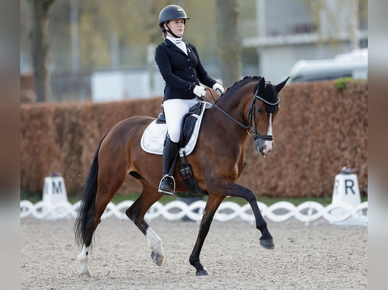 Belgijski wierzchowy Klacz 9 lat 147 cm Gniada in Hasselt