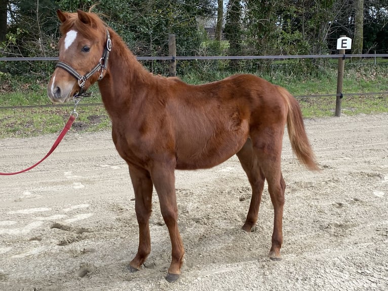 Belgijski wierzchowy Ogier 1 Rok 126 cm  in GROTE-BROGEL
