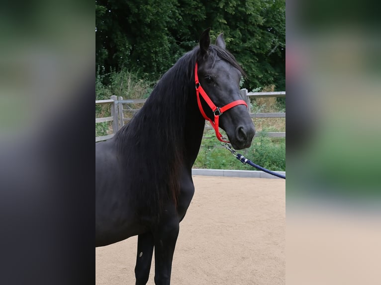 Belgijski wierzchowy Ogier 6 lat 147 cm Kara in Landen