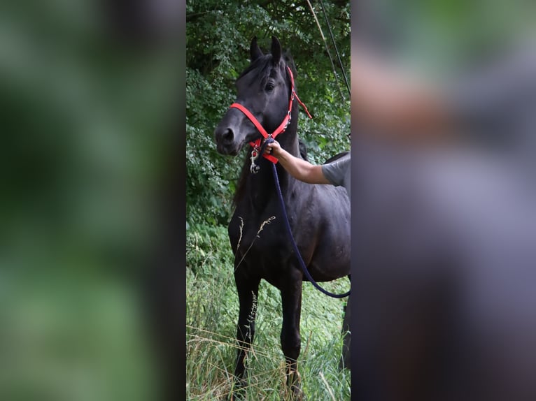 Belgijski wierzchowy Ogier 6 lat 147 cm Kara in Landen