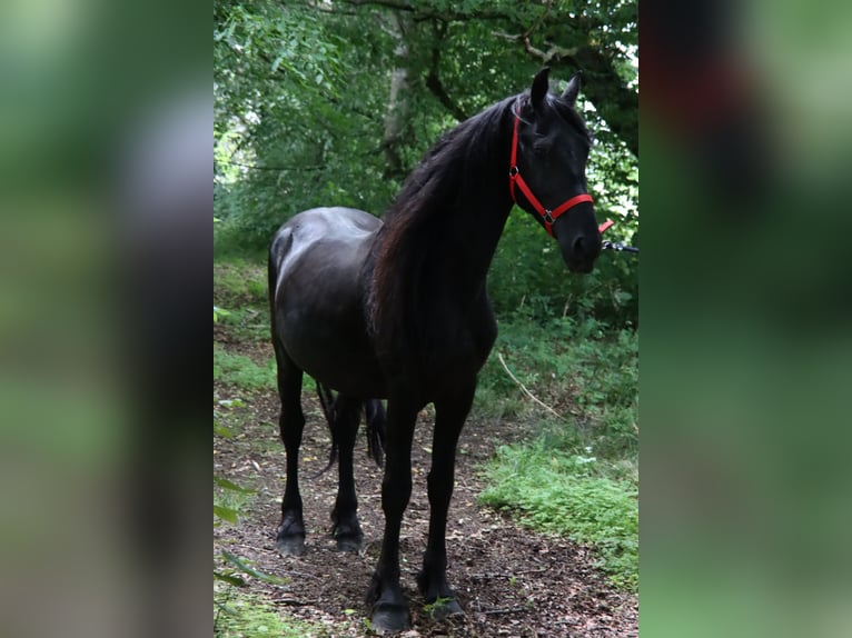 Belgijski wierzchowy Ogier 6 lat 147 cm Kara in Landen