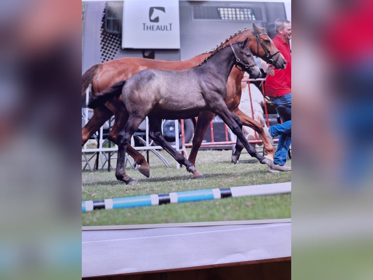 Belgijski wierzchowy Ogier Źrebak (05/2024) 145 cm Stalowosiwy in Zarren