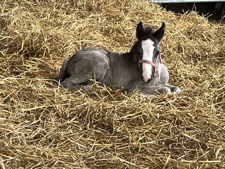 Belgijski wierzchowy Ogier Źrebak (04/2026) 147 cm Bułana in Kleve