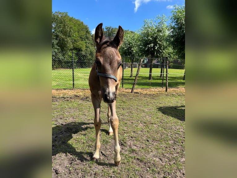 Belgijski wierzchowy Ogier Źrebak (06/2024) 148 cm Skarogniada in Mol