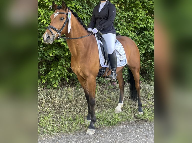 Belgijski wierzchowy Wałach 10 lat 148 cm Gniada in Hückelhoven