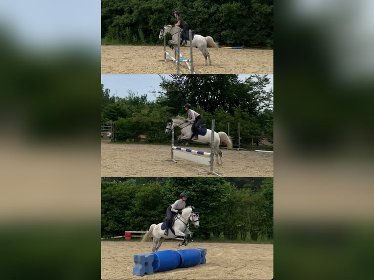 Belgijski wierzchowy Wałach 10 lat 148 cm Siwa in Pulheim