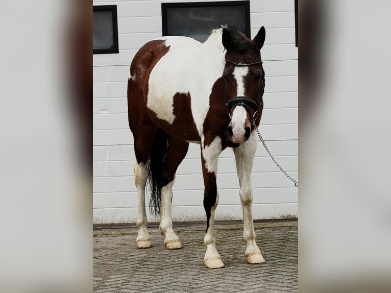 Belgijski wierzchowy Wałach 11 lat 150 cm Srokata in Someren