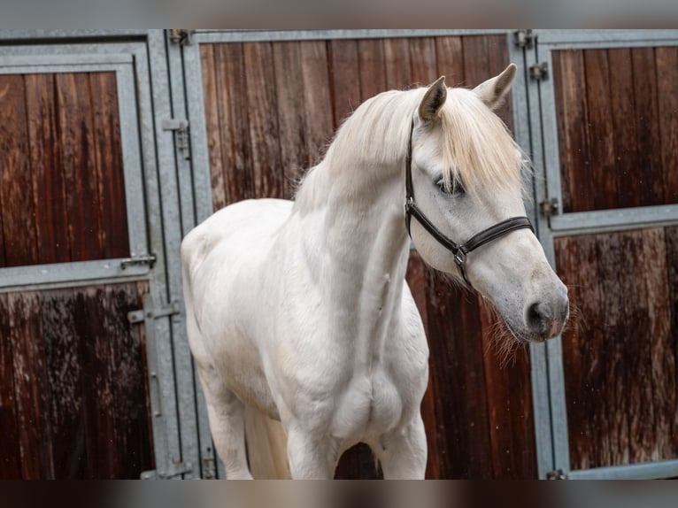 Belgijski wierzchowy Wałach 12 lat 155 cm  in GROTE-BROGEL