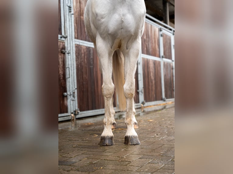 Belgijski wierzchowy Wałach 12 lat 155 cm  in GROTE-BROGEL