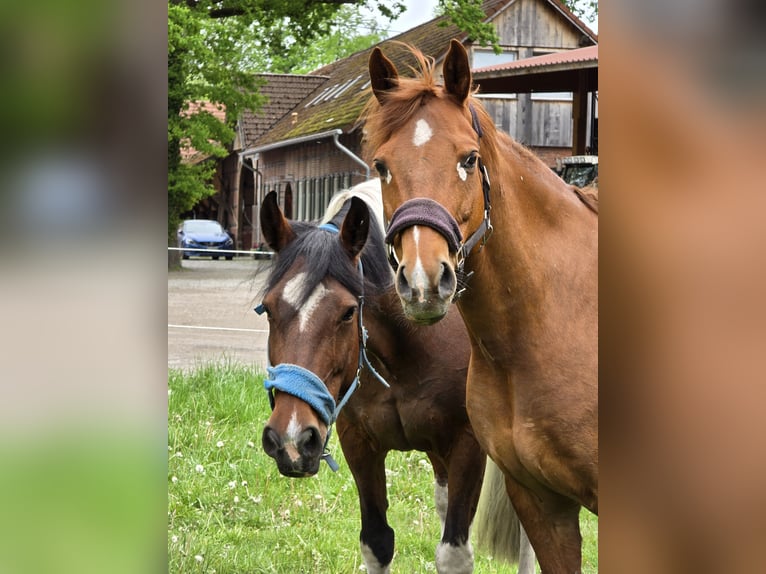 Belgijski wierzchowy Mix Wałach 14 lat 155 cm Kasztanowata in Gütersloh