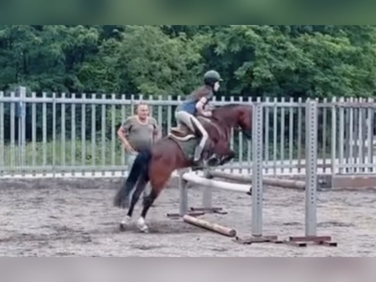 Belgijski wierzchowy Wałach 15 lat 122 cm Gniada in Boccaleone