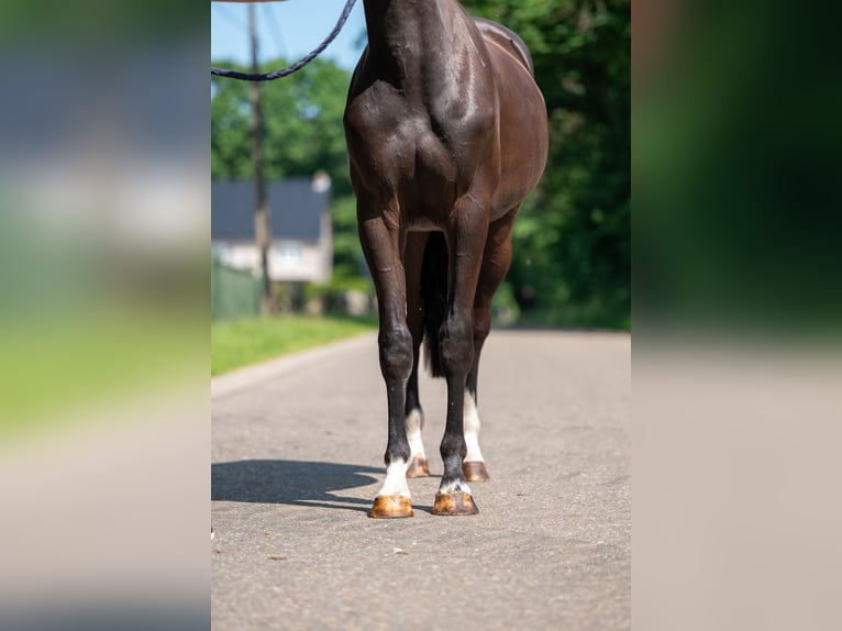 Belgijski wierzchowy Wałach 2 lat 156 cm Kara in GROTE-BROGEL