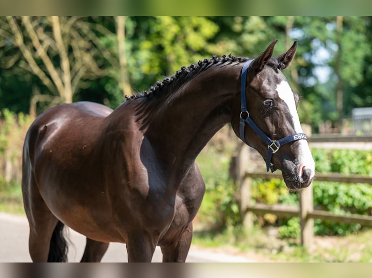 Belgijski wierzchowy Wałach 2 lat 156 cm Kara in GROTE-BROGEL