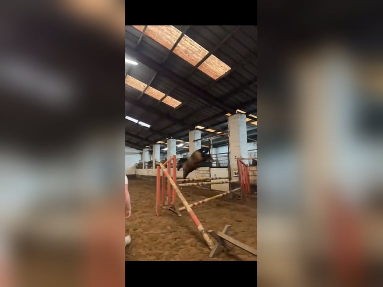 Belgijski wierzchowy Wałach 3 lat 145 cm  in Zutendaal