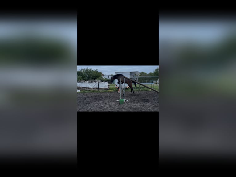 Belgijski wierzchowy Wałach 3 lat 145 cm  in Zutendaal