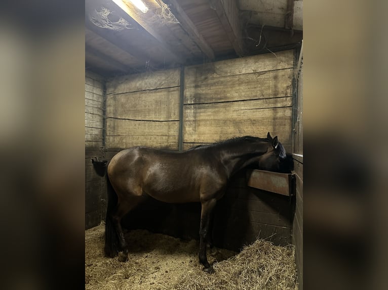 Belgijski wierzchowy Wałach 3 lat 145 cm  in Zutendaal