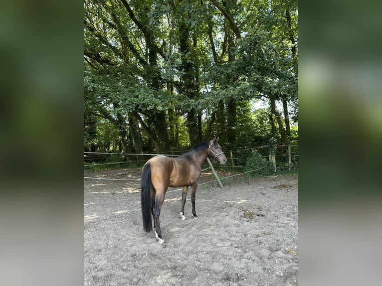 Belgijski wierzchowy Wałach 3 lat 145 cm  in Zutendaal