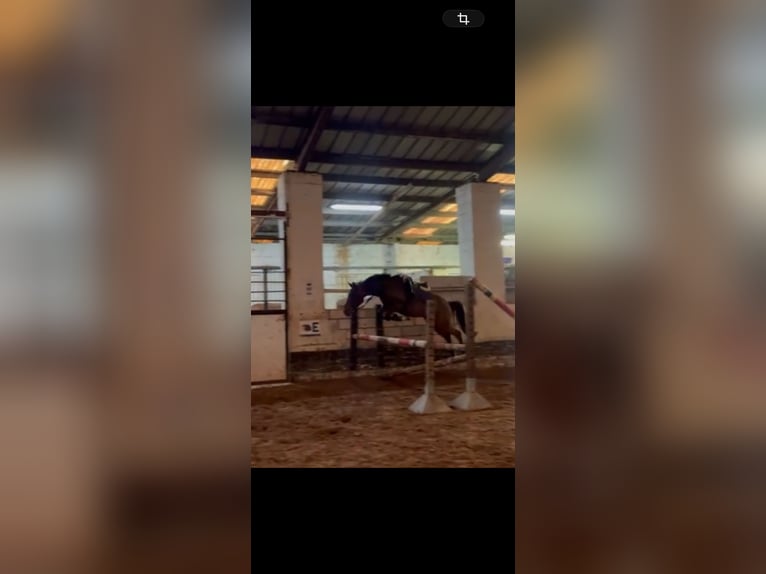 Belgijski wierzchowy Wałach 3 lat 145 cm  in Zutendaal
