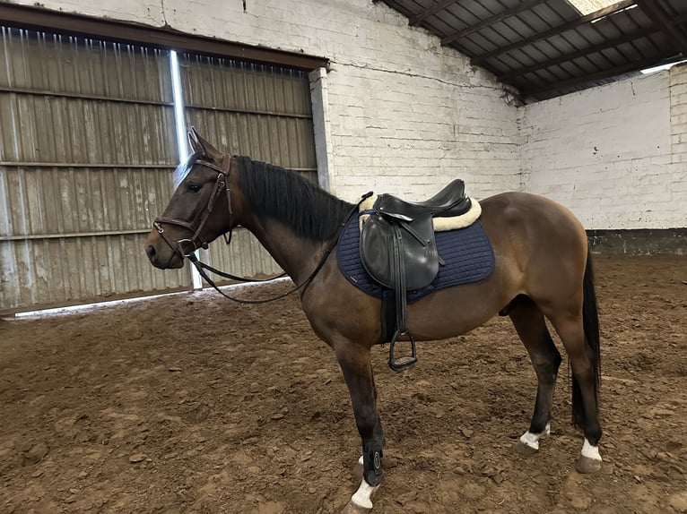 Belgijski wierzchowy Wałach 3 lat 145 cm  in Zutendaal