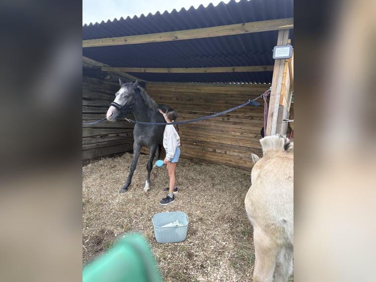 Belgijski wierzchowy Wałach 3 lat 146 cm Stalowosiwy in Malle