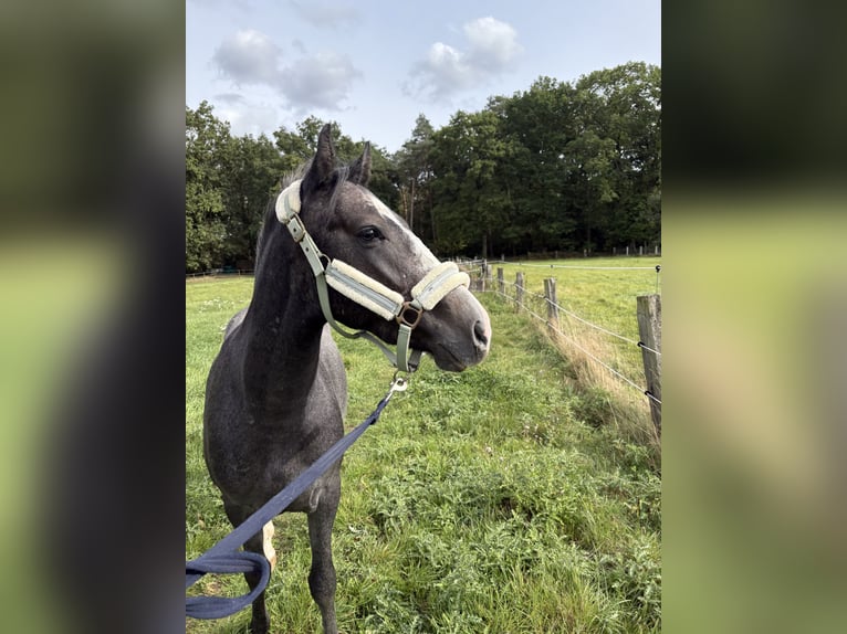 Belgijski wierzchowy Wałach 3 lat 146 cm Stalowosiwy in Malle
