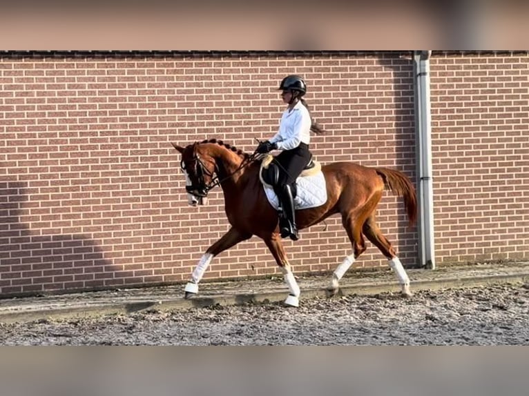 Belgijski wierzchowy Wałach 4 lat 148 cm Kasztanowata in Veghel