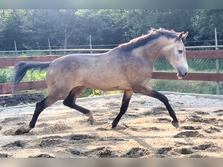 Belgijski wierzchowy Wałach 4 lat 167 cm Jelenia in Berghem