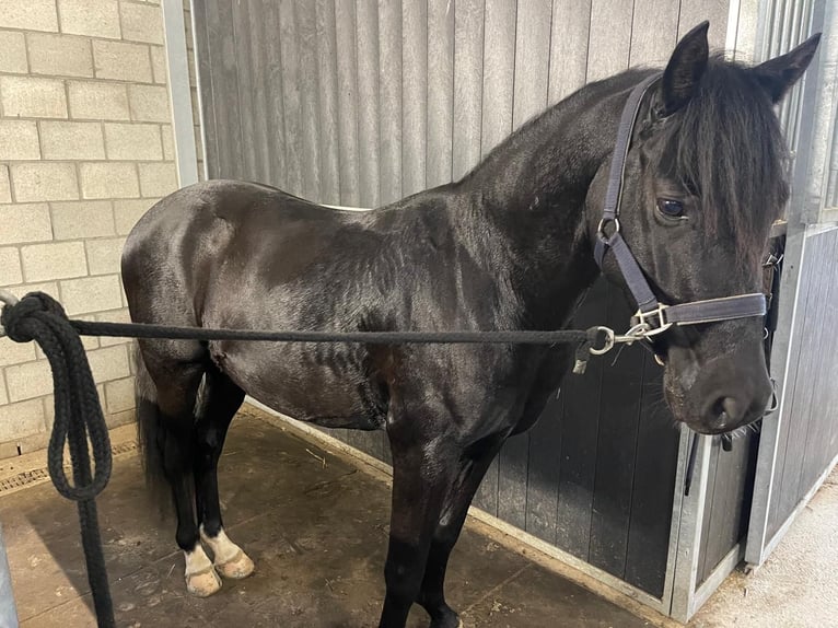 Belgijski wierzchowy Wałach 5 lat 138 cm Skarogniada in Wuustwezel