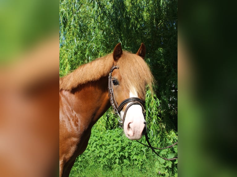 Belgijski wierzchowy Wałach 5 lat 146 cm Kasztanowata in Schwieberdingen