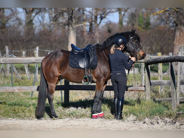Belgijski wierzchowy Wałach 6 lat 148 cm Ciemnogniada in Feurs